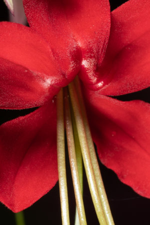 Plant Structure of Flowers, Fruits and Seeds in Laboratory.の写真素材
