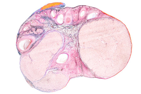 Pathology and Histology Tissue of Mammals under microscope.