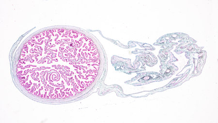 Pathology and Histology Tissue of Mammals under microscope.