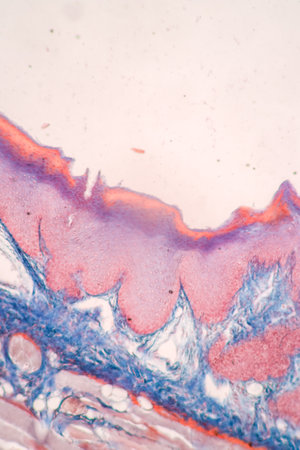 Pathology and Histology Tissue of Mammals under microscope.の写真素材