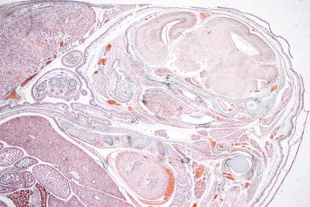 Pathology and Histology Tissue of Mammals under microscope.