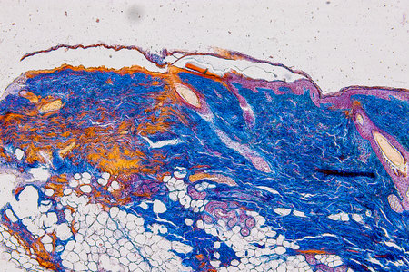 Pathology and Histology Tissue of Mammals under microscope.の写真素材
