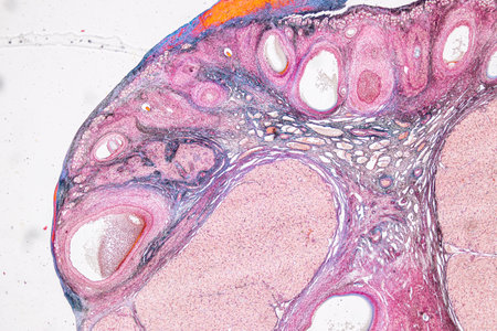 Pathology and Histology Tissue of Mammals under microscope.