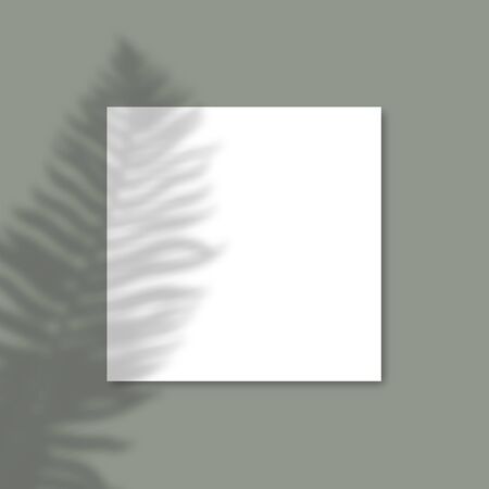 Square Paper Mockup with realistic shadows overlays Fern leaf on green background.のイラスト素材