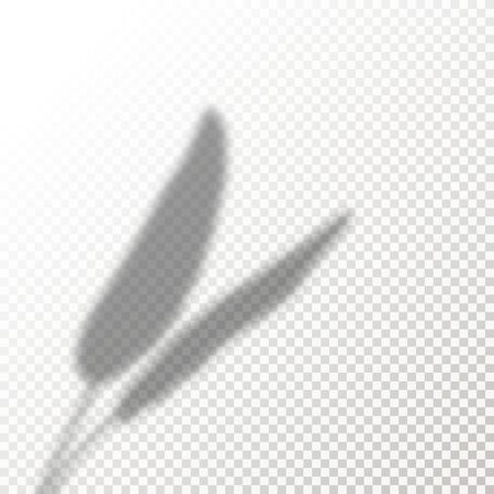 Shadow Overlay Plant Vector Mockup. The transparent Shadows overlay effects Of Banana Leaf in a modern minimalist style.のイラスト素材