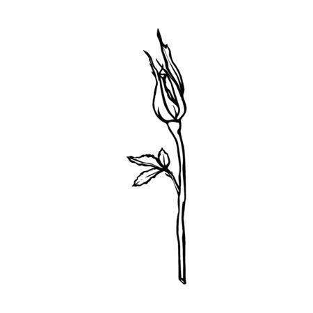 Rose Flower line drawing. Vector contour rosebud in a Trendy Minimalist Style.のイラスト素材