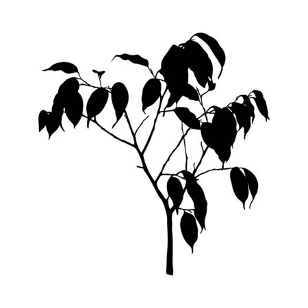 Black Ficus Benjamin plant Silhouette isolated on white background. Vector Illustration.のイラスト素材