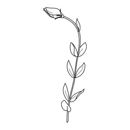 Lisianthus Flowers with leaves. Outline Eustoma In a Modern Minimalist Style.  Floral Illustration.のイラスト素材