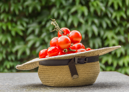 Straw hat full of fresh ripe red tomato standing on a table in the gardenの写真素材