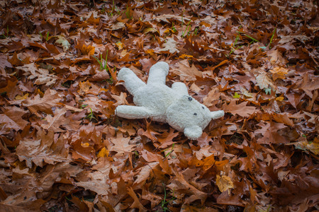 Child care concept. Old white teddy bear lies alone in the park on the dry brown leaves.の写真素材