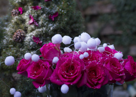 Beautiful bouquet of breath pink charming roses  and Christmas-tree in the snowの写真素材
