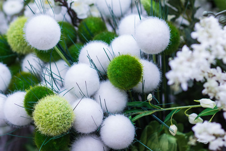 Beautiful fluffy, gently, gracefully, lots of decorative roundly plant in green-white colors.の写真素材