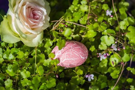 Tender rose with pink Easter egg with texture of craquelure, on the naturel green background,  view from above.の写真素材