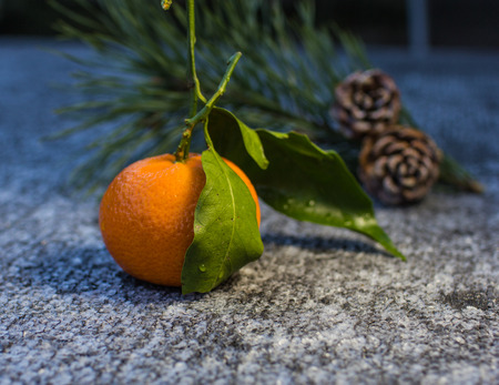 Citrus fruit-tangerine on the foreground and branch of pine-tree with  two pine cone on the background.の写真素材