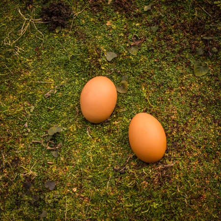 Two eggs lie in the garden on the covering of green plants.の写真素材