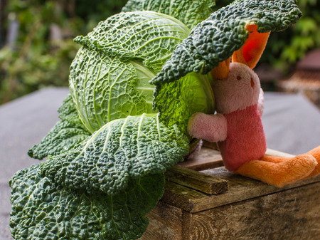 Green cabbage in garden with cute toy pink, orange little hareの写真素材