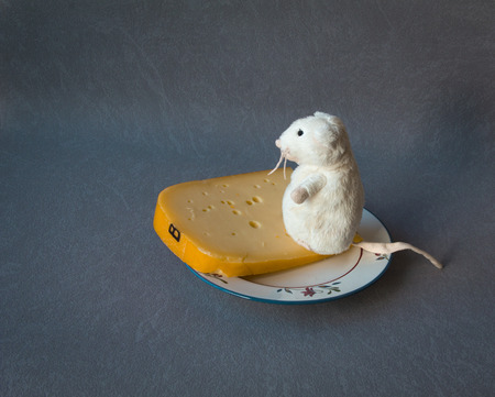 Mouse, plate and cheese on the gray backgroundの写真素材