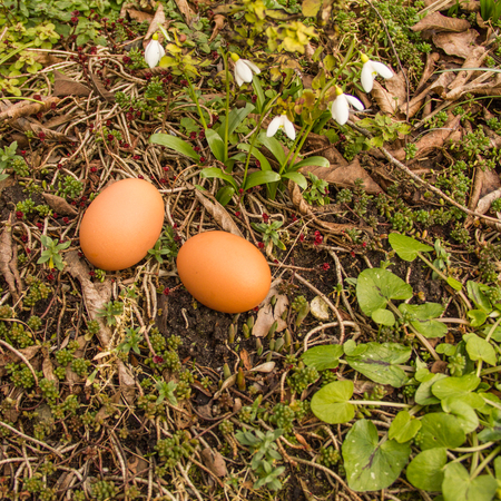 Two eggs lie in the garden on the ground with diferent plants.の写真素材