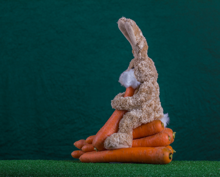 Healthy Easter scene, teddy rabbit sitting on the green grass and eating big carrot with pleasure, on the green background.の写真素材