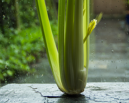 Spring's rain and fresh celery on the windowsillの写真素材