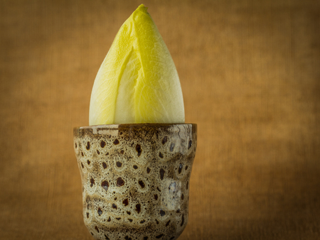Raw Chicory, Herbaceous plant in ceramic brown pot on the wooden background, closeupの写真素材