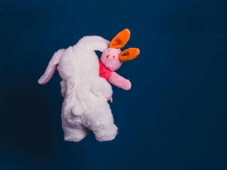 Rabbit mom carries a touching rabbit baby, view from back, blue background.の写真素材