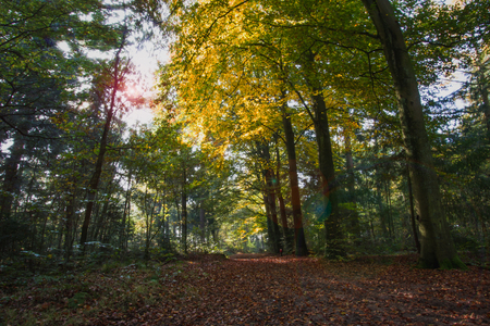 Landscape autumn nature view of in the park of the Netherlands, Europe, travel, season characteristic.の写真素材
