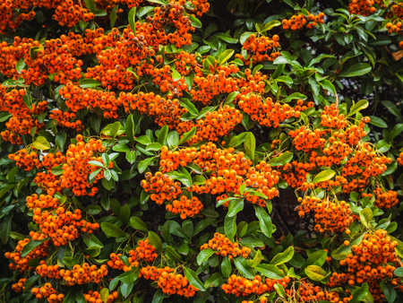Autumn berries and leaves. Colorful autumn background. Pyracantha orange berries with green leaves....