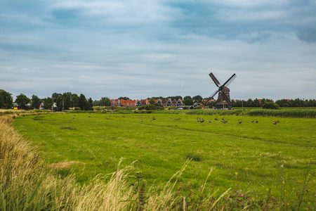 Haastrechtse Molen,De Nachtegaal, North Holland was originally built 1669  and restored in 201. View of meadow with a geese.の写真素材