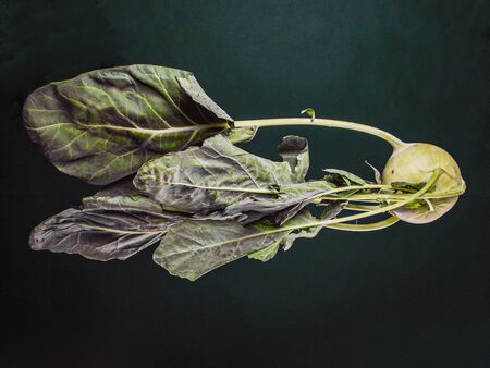 Closeup of a raw Kohlrabi cabbage or turnip plant with collard greens, macro studio shotの写真素材