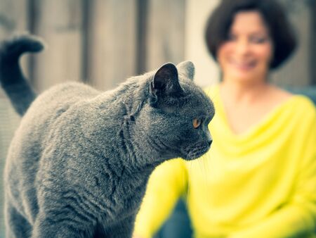 British shorthair cat, coloring "British blue", woman in yellow clothes sitting in the background, blurred background.の写真素材