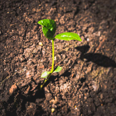 Green sprout grows in cracked earth, drought. Sunlight and shadow on a dry surface.