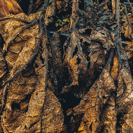 close-up image of withered twisted fragile leaves with veins , organic backgroundの写真素材