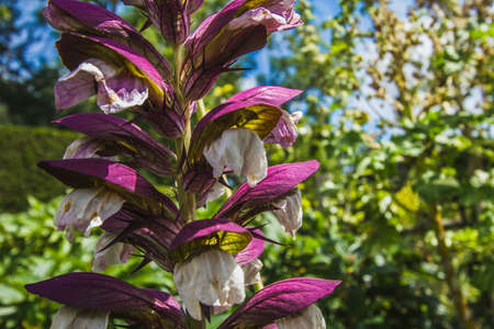 Beautiful deep dark magenta flowers in garden.の写真素材