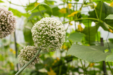 Closeup of white onions flowers in summer, natural background.
