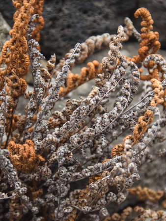 Organic background of dray plants.の写真素材