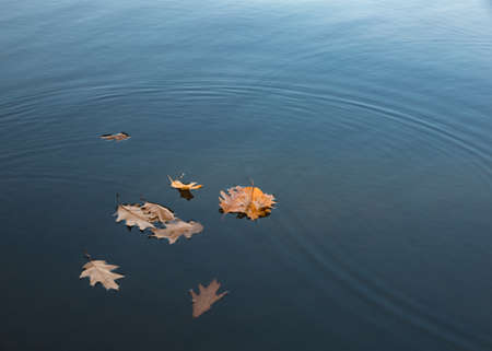 Autumn season, leaves fall. Dried autumnal fallen oak leaves floating on surface of water pond or...