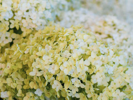 Background white flowers hydrangea, texture. Selective focus. Beautiful and dreamy floral art imageの写真素材