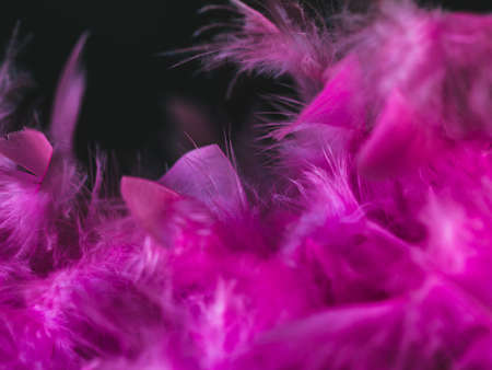 Beautiful soft pink color feathers on black background. Easter, party, carnival, theater, vibrant...