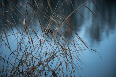 Close-up of dry reeds on the lake, crossed branches. Brown and blue soft colors.の写真素材