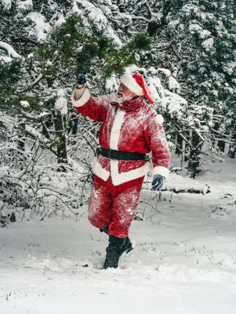 Joyful Santa Clausin traditional red costume in winter forest. Walk in the winter snowy forest, healthy lifestyle.の写真素材