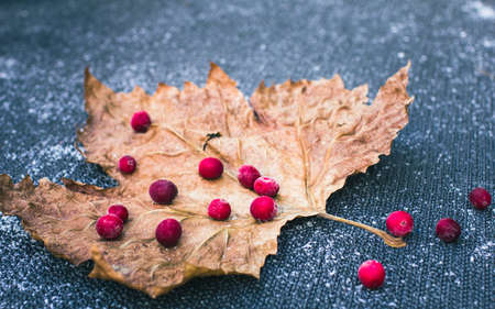 Brown leaf with bright pink berries, on a gray surface. Longe image with copy space, selective focus, blurred.の写真素材