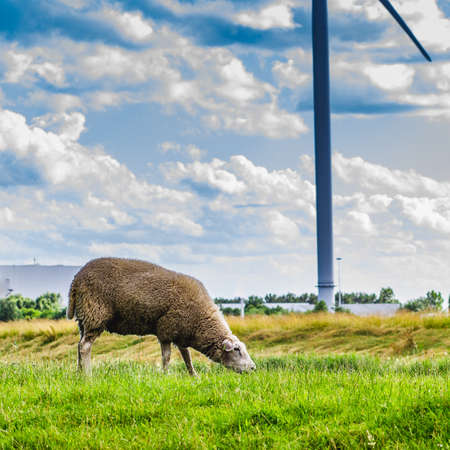 Close-up image of a sheep in a Dutch landscape with green grass and windmills.の写真素材