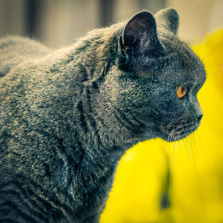 Close-up senior British shorthair cat, old domestic animal.の写真素材