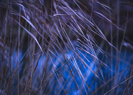 Close-up of dry reeds on the lake, crossed branches. Brown and blue intense colors.の写真素材