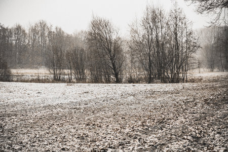 Winter black and white landscape. Graphic composition with lines. Trees and fields in the first snow.の写真素材