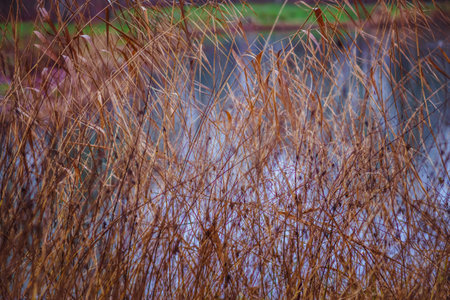 Close-up of dry reeds on the lake, crossed branches, lines, spots. Brown and blue colors. selective focus.の写真素材
