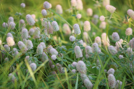 A field of pink rabbits-foot clover flowers in dewdrops in early autumn morning sunlight. Delicate autumn landscape at dawn. Hare's foot trefoil or Hare's-foot Clover or Trifolium arvense.の写真素材