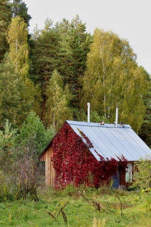 A small wooden house in the thickets of red foliage of wild grapes against the background of a...