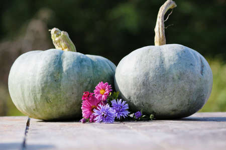Autumn composition of two gray-blue-green ripe pumpkins and autumn pink purple blue flowers of chrysanthemum and aster on wooden surface in the garden on a blurred green background. Autumn still life.の写真素材